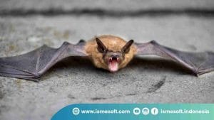 Paniki (Kelelawar Bakar)