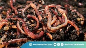 Cacing Tanah Goreng