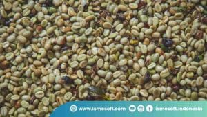 Tingkat Kematangan Roasting Kopi
